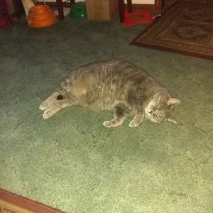 Meet your Posher, Brenda